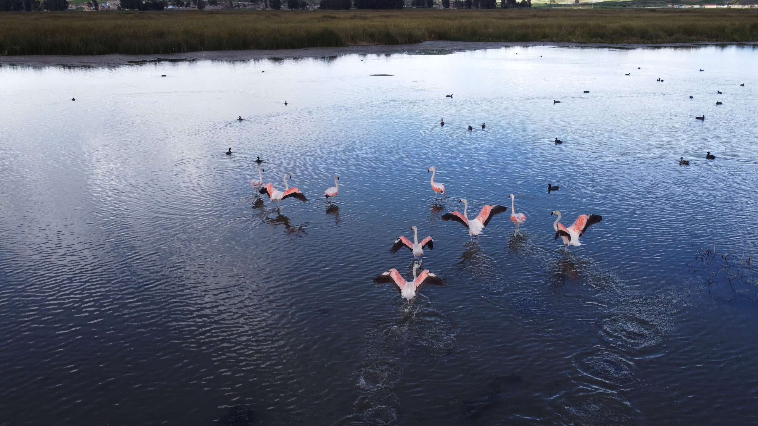 Parihuanas Flamencos Andinos Jauja Junín