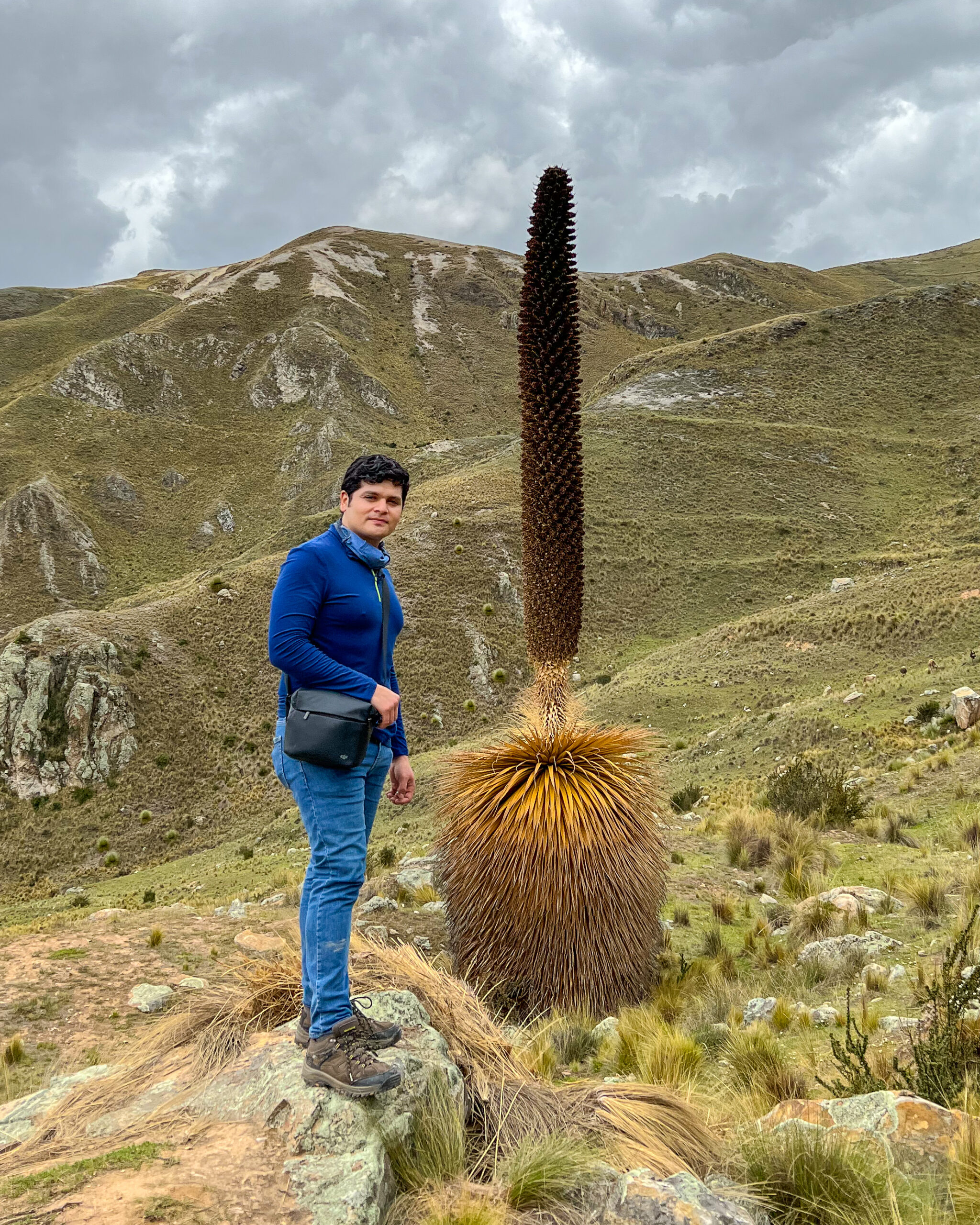 Puyas de raimondi canchayllo junin jauja peru