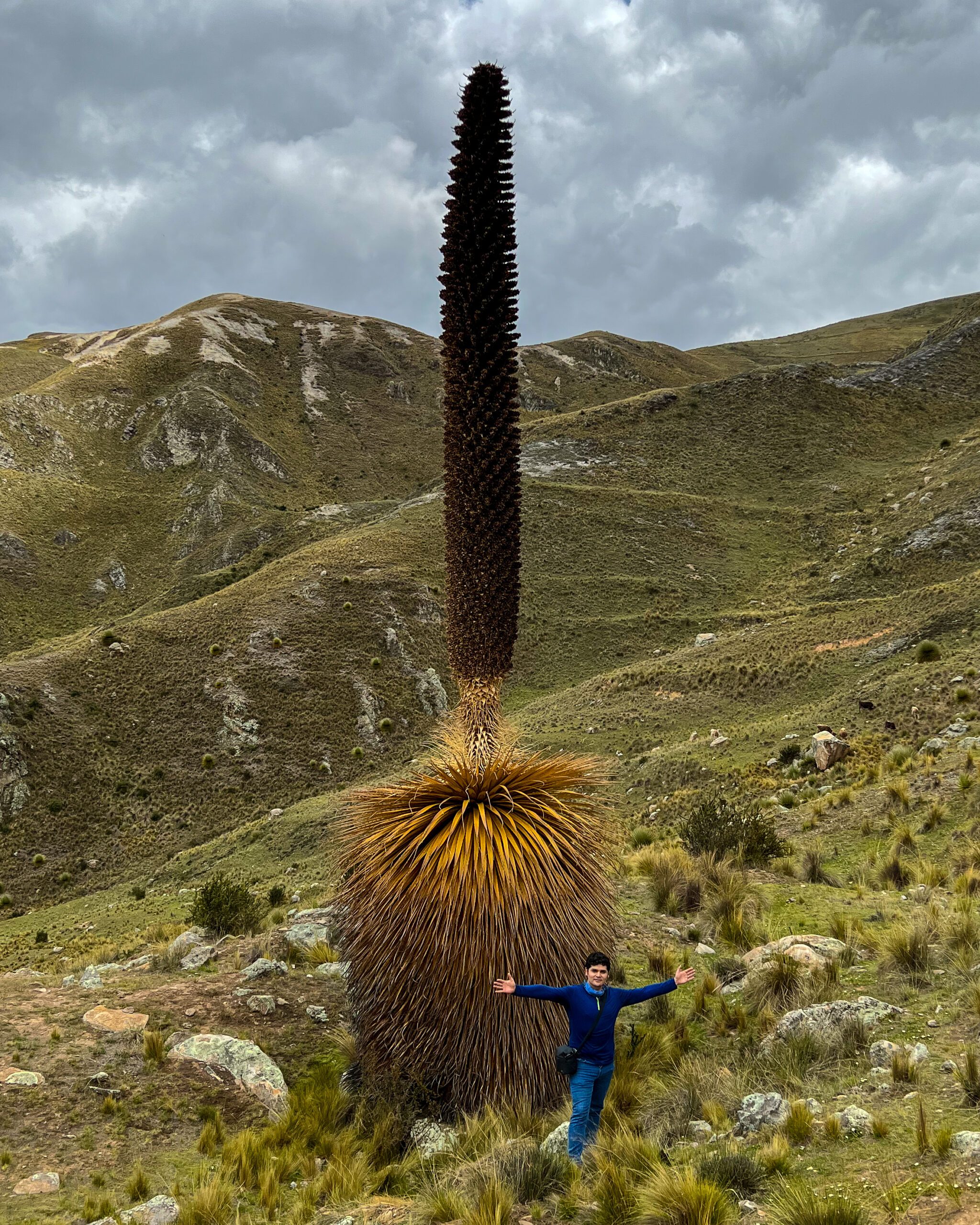 Puyas de raimondi canchayllo junin jauja peru